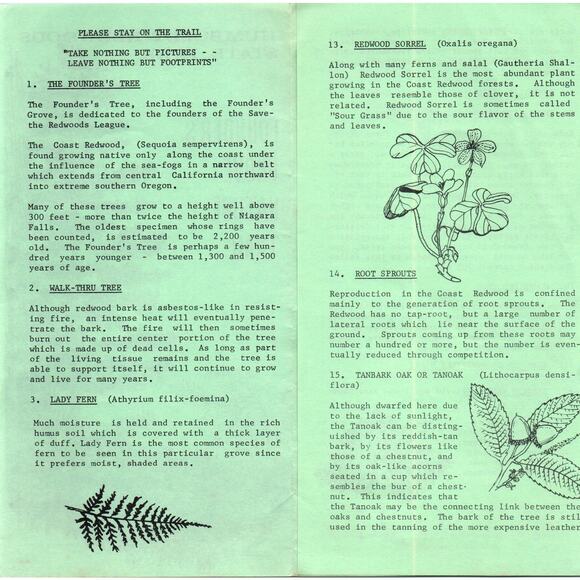 Vintage Humboldt Redwoods State Park Founders Grove Nature Trail Brochure TH2-O1 - Picture 2 of 2